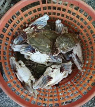 all type of seafood king crab