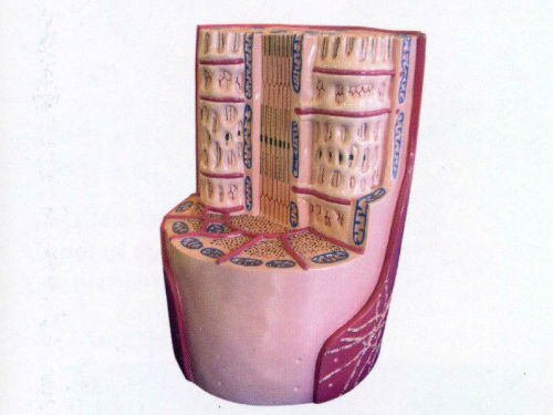 Skeletal muscle microsreucrure