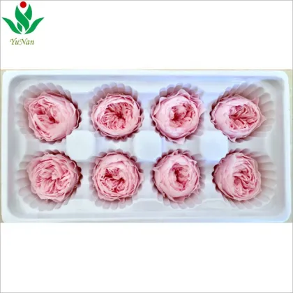 Wholesale Eternal Rose Austin Preserved Flower for Floral Arrangement