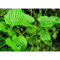 Premium Stemona Root Extract for Natural Health and Wellness