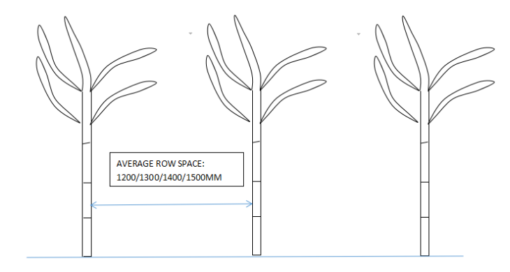 Planting diagram-average row space planting w