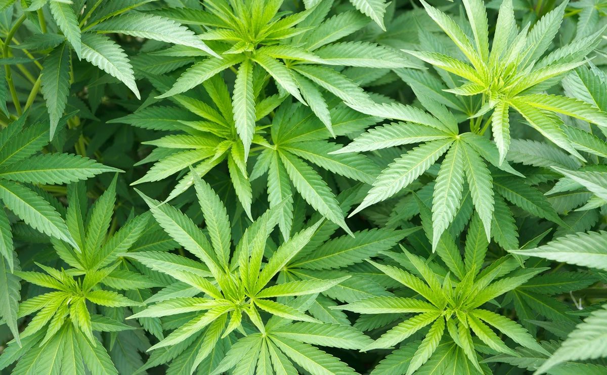 CBD