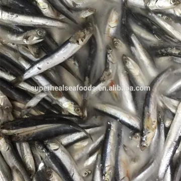 Frozen anchovy fresh fish