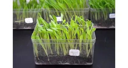 Bean Sprouts Growing Tray Seed Seedling Starter Dish