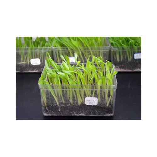 ABS Injection molding box Seed germination/sprouting box