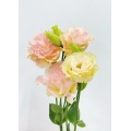 প্রিমিয়াম শ্যাম্পেন Lisianthus তাজা কাট ফুল 75cm দৈর্ঘ্য