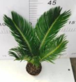 Toppsäljande Cycas Revoluta 90 -anläggning