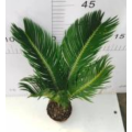 top selling Cycas revoluta 90 plant