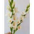 বিবাহের জন্য বাল্ক পাইকারি Ajax Gladiolus তাজা কাটা ফুল