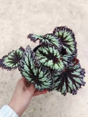 good price begonia 3 plants