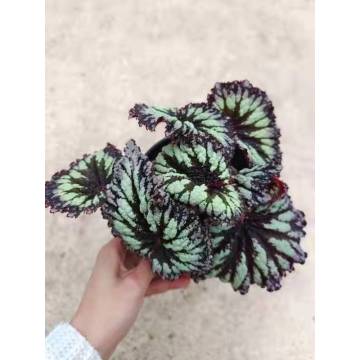 Giá tốt Begonia 3 Cây