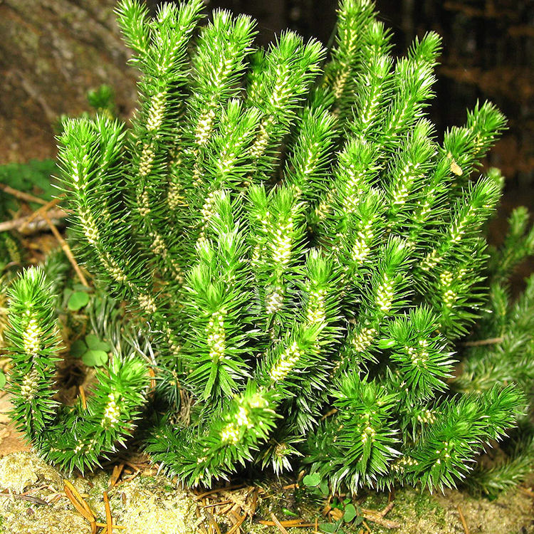 Natural Huperzia Serrata Extract Huperzine A 1%
