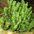 Natural Huperzia Serrata Extract Huperzine A 1%