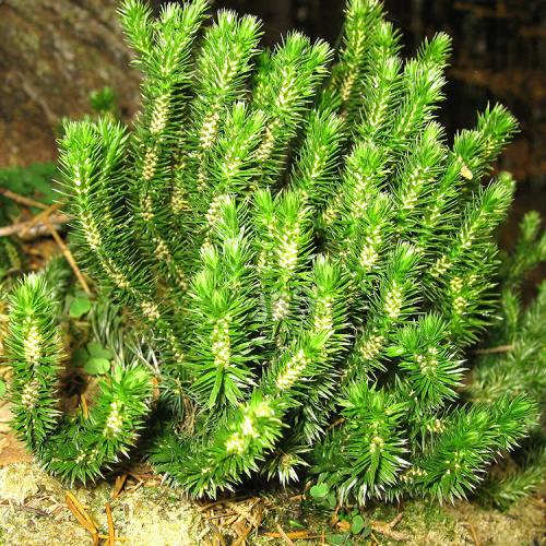 Natural Huperzia Serrata Extract Huperzine A 1%