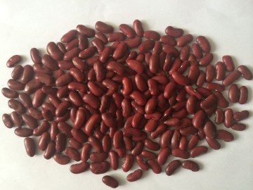 red kidney bean