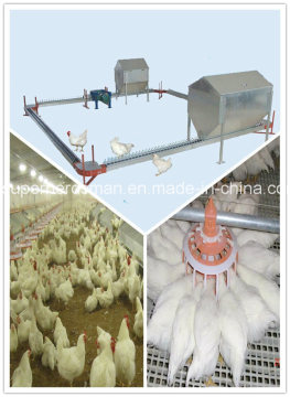 Poultry Farm Equipment of Breeder Chain Feeding System
