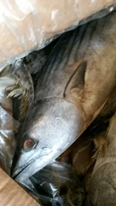 seafrozen sarda sarda 1.5kg +