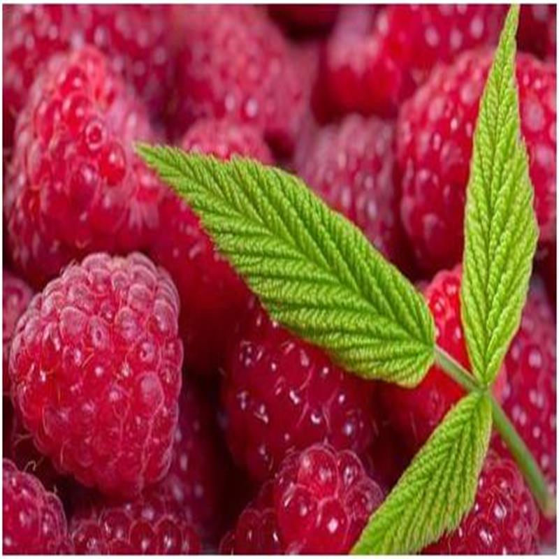 Nieuwe oogst Best verkochte Freeze Dried Raspberry