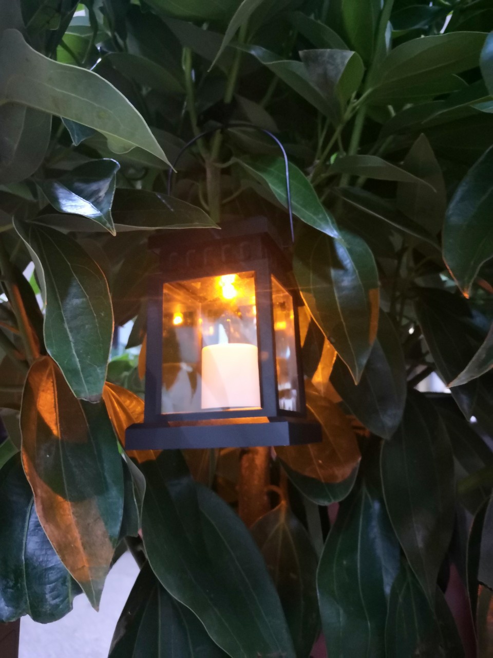 Solar Garden Lights_9