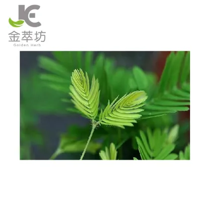 100% pure natural mimosa pudica extract mimosa hostilis root bark extract powder