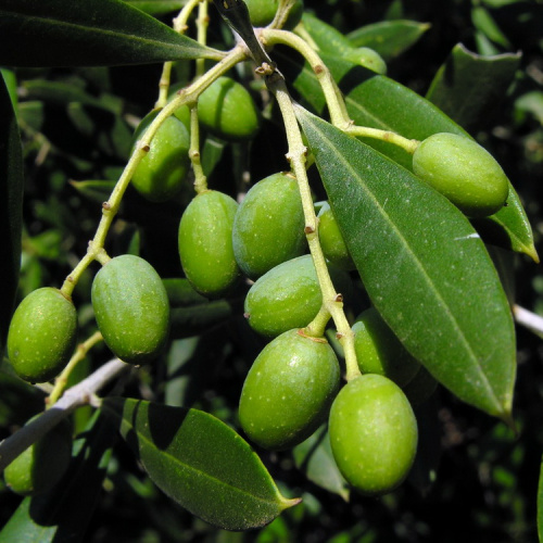 Pure Olea Europea Olive Leaf Extract