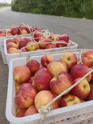 Freshness Unveiled: Zhaotong Apple`s Elegant Crunch