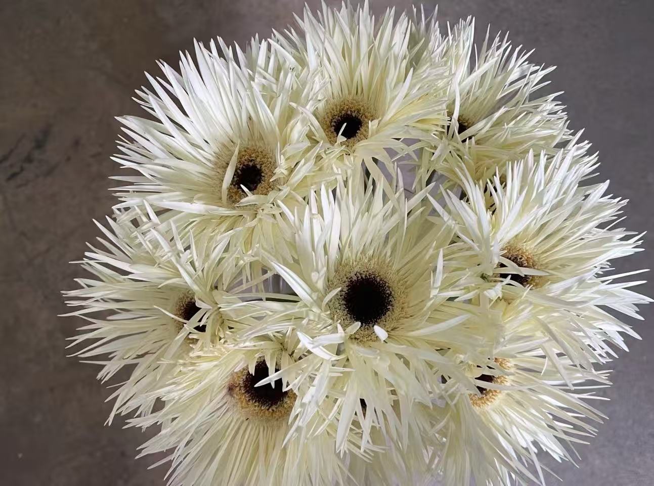 Standard white chrysanthemum Silky Gerbera