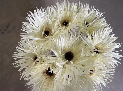 Standard chrysanthemum Silky Gerbera