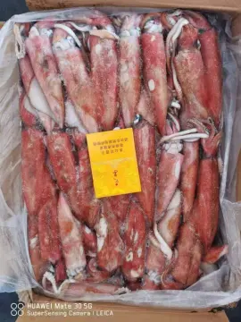 Frozen Uroteuthis Chinensis Squid For Sale13-18cm
