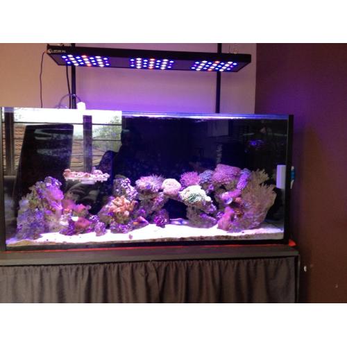 100W LED crecer luces para peixes de arrecife de coral