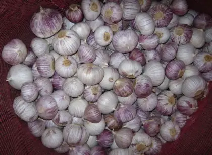 Fresh Yunnan Solo Garlic