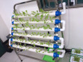Hydroponics Growing System PVC Pipe Hydroponic System