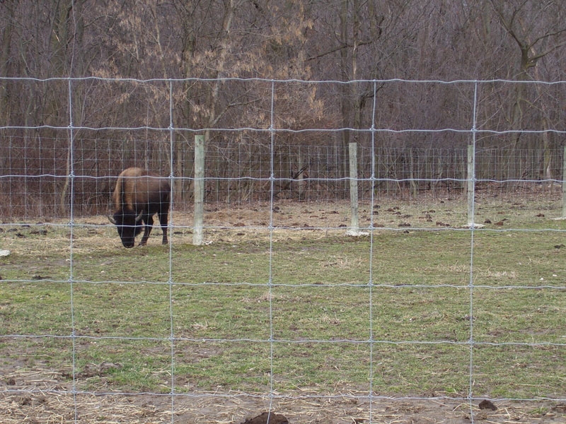 Uesed PVC coated galvanized deer fence farm