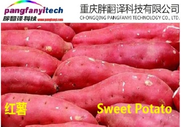 Fresh Nutritional Tasty Self-planted Sweet Potato