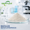 Bacillus methylotrophicus for Plant Growth & Biocontrol