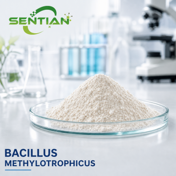Bacillus methylotrophicus for Plant Growth & Biocontrol