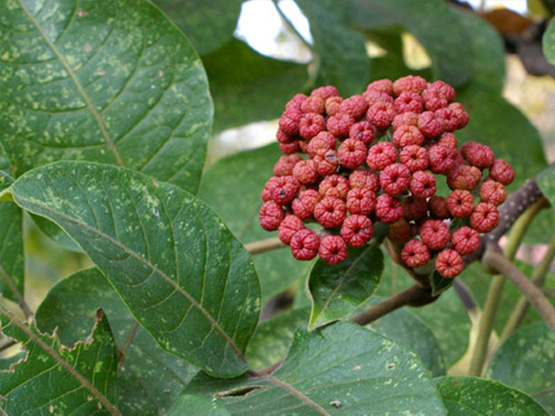 Evodia Fruit Extract Powder