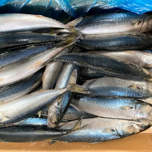 Seefrozen inteiro BQF Pacific Mackerel Fish 200-300G 300-500G