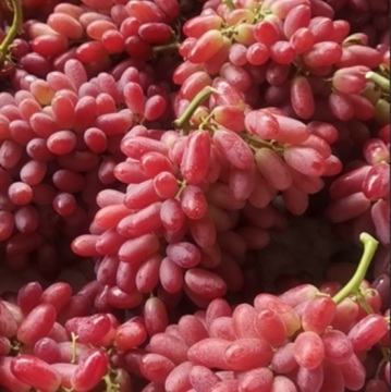 Firm Texture Fresh Hongxia Grape