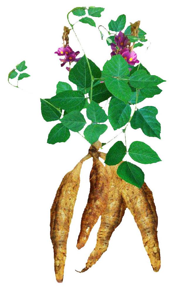 Pueraria