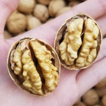 185 kernel walnut 80% memiliki cahaya tambahan / cahaya