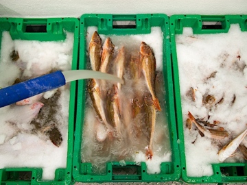 Di borad menggunakan mesin es bubur untuk pelestarian ikan