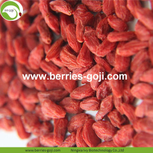 Factory Supply Healthy Nutrition Natural Lycium Berries