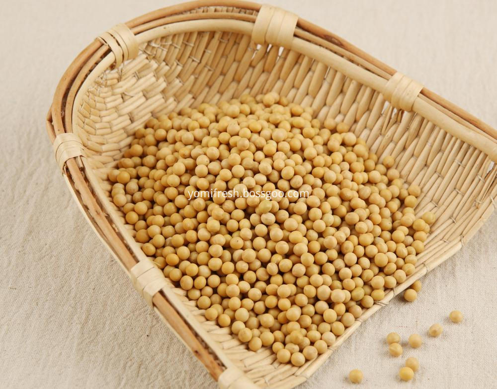 Soybean Like Protein