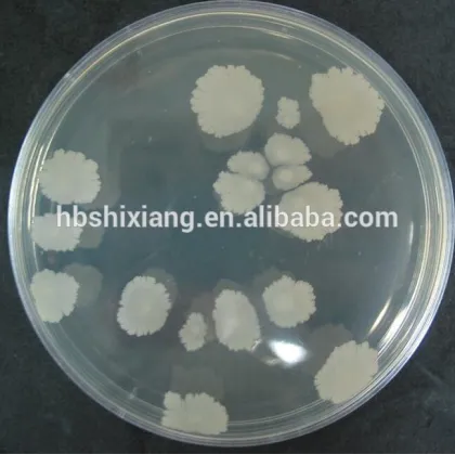 probiotics bacillus subtilis fermentation