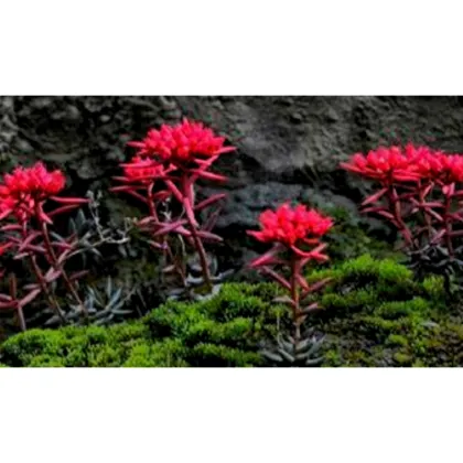 Rhodiola Crenulata Extract Natural Adaptogen