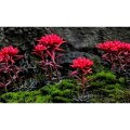 Rhodiola Crenulata Extract Natural Adaptogen