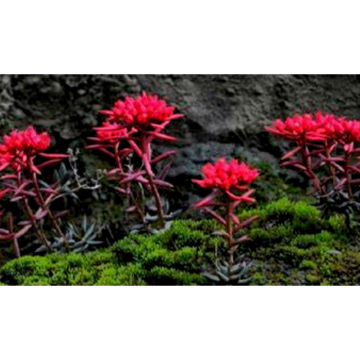 Rhodiola Crenulata Extract Natural Adaptogen