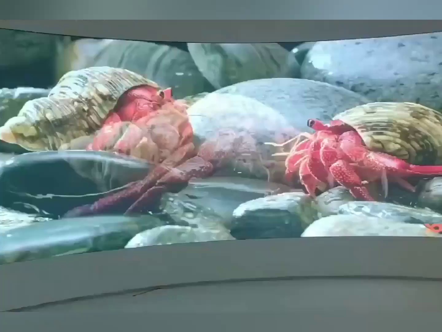 Indoor Full Color COB LED Display