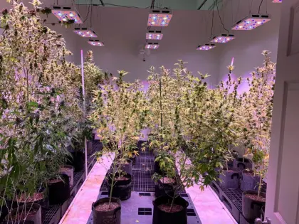 Led Plant Grow Lighting Grow Supplementary Round